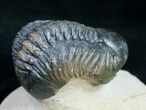 Arched Reedops Trilobite From Morocco #9731-3